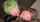 green hair threesome lesbians