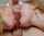 double blowjob oral blonde
