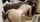 white dark hair purple dildo