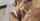 wedding nicole aniston blowjob