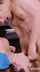 brazzers brunette cock sucking