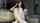 camgirl korean asian