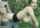 doggystyle forest fuck outdoors