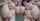 aiporn porn ad asian