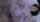 jav adult video