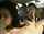 big cock ffm double blowjob