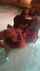 black interracial bbc