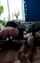 bbc interracial cowgirl