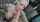 big tits hardcore blowjob