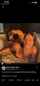 lesbian couple sex