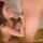 blowjob cock worship licking
