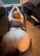 pawg white bbc