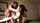 cuckold interracial big dick