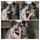 brunette bbc interracial