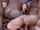 gangbang triple penetration bbc