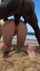 outdoor beach doggy