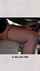 dining table red panty hiding