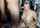 camgirl amateur cam