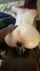 black interracial bbc