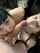 blowjob big dick threesome