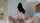 brunette big ass riding
