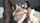 beautiful bbc double penetrated
