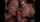 blowjob brunettes horny