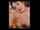 vintage lesbo brunette