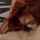 lesbian pussy licking red hair