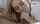 blowjob blonde horny