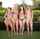 bikinis blonde brunette