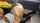 white big ass yellow hair