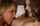 lesbian tits licking