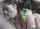doggystyle threesome interracial