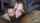 amateur suck cock
