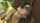 brazilian bbc facial