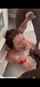 bbc interracial blowjob