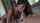 camgirl blowjob pov