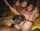 foursome orgasm missionary