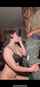 blowjob bbc cumslut