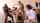 cuckhold bbc threesome