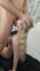 blonde nude blowjob