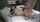 sian dildo webcam