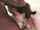 blowjob deepthroat fucked