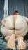 big ass big butt mega butt