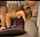 threesome spitroast amateur