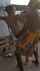 cuckold interracial groupsex