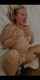 bbc cuckold busty