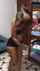 amateur brunette trio