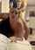 latina amateur doggystyle